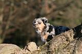 BERGER AUSTRALIEN PUPPIES 691